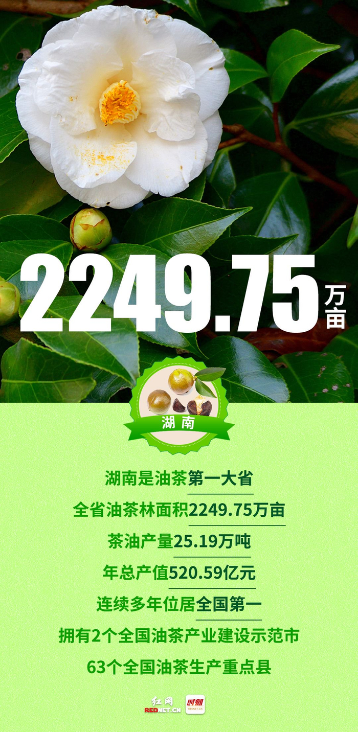 67公顷,祁阳市套种黄豆,花生等经济作物20公顷,邵阳县老油茶林下种植