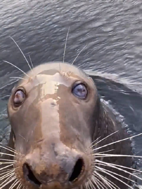 卡姿兰大眼的海豹