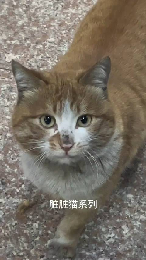 脏脏猫系列虎牙漏出来了