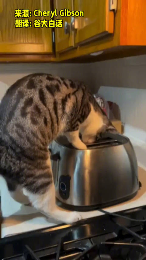 猫你在教我做事cherylgibson