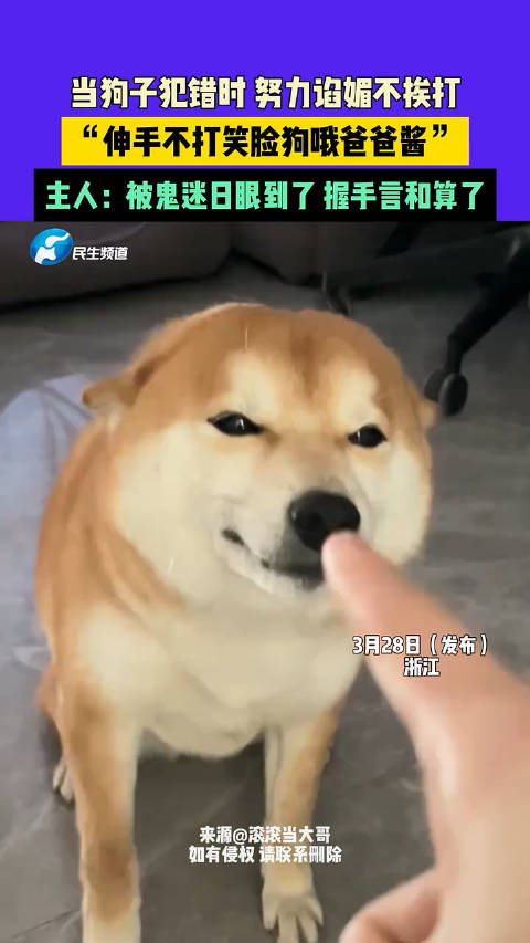 3月28日发布浙江当狗子犯错时努力谄媚不挨打