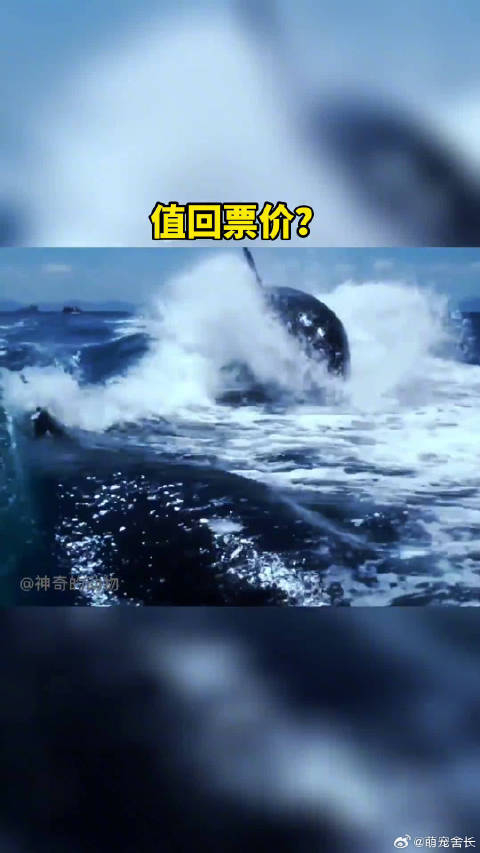 游艇全速前进时几头虎鲸紧追不舍整个过程持续了几分钟