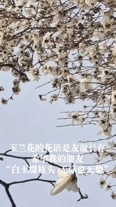 玉兰花的花语是友谊长存希望我的朋友白玉缀枝头无绿也无愁