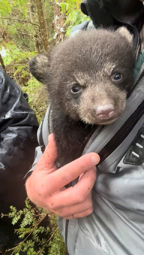 以防万一你没听过棕熊幼崽撒娇的声音