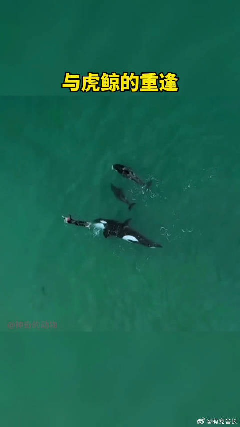 与虎鲸重逢的喜悦