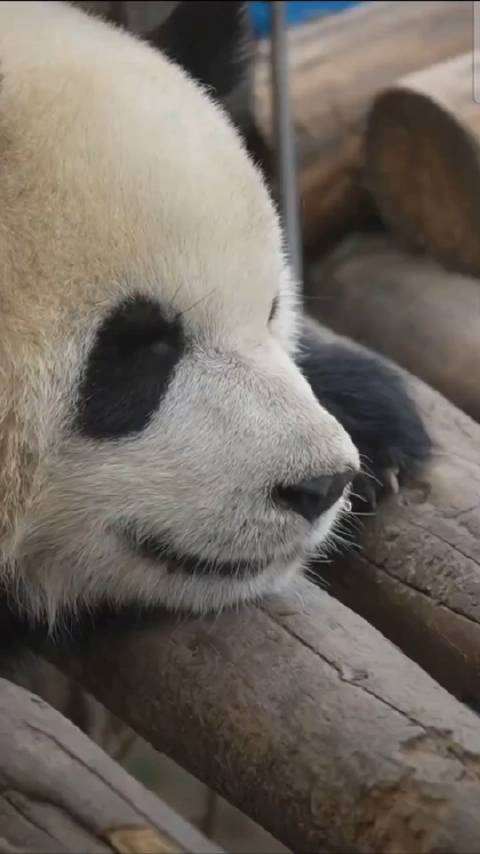 感受一下来自爱姐的美颜暴击渝爱的侧脸真的美爆了