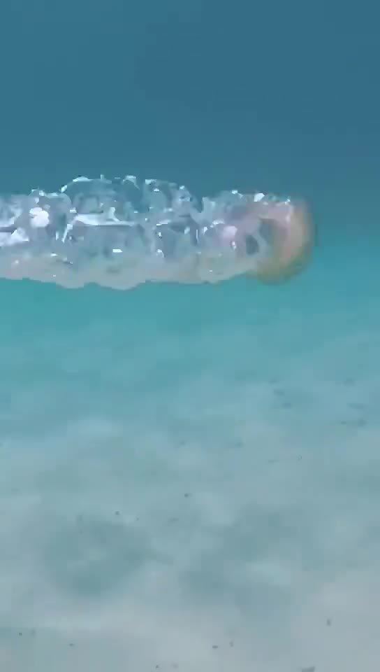 水母这是人干的事