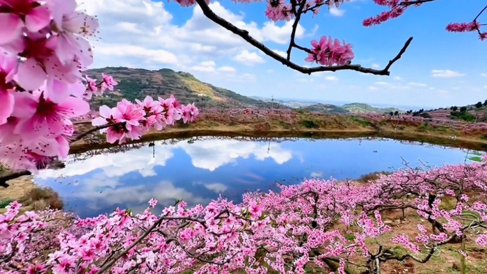 龙泉桃花故里位于成都龙泉山城市森林公园花海林麓段核心区域