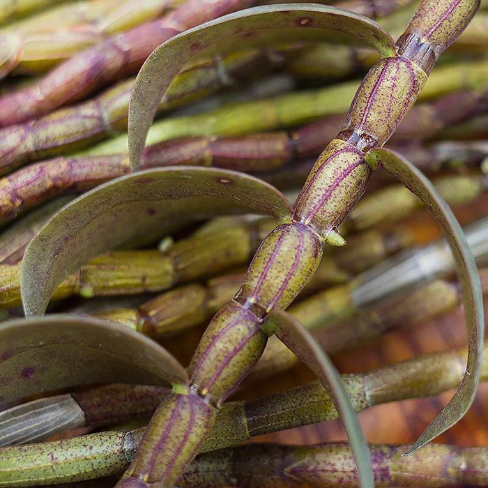 铁皮石斛鲜条,每天鲜榨一杯,滋阴清热,益胃生津|铁皮石斛|石斛|养生_