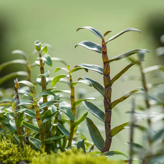 铁皮石斛鲜条每天鲜榨一杯滋阴清热益胃生津