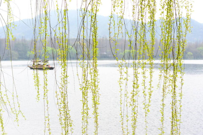 当代散文|爱柳说|柳树|爱柳|诗人_新浪新闻