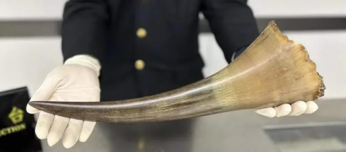 受伤旅客用绷带绑藏黑犀角入境被截获