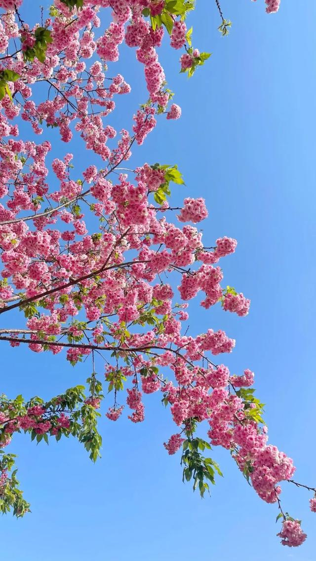 亮丽风景线沿路盛放的樱花娇艳无比邛海湖畔的樱花路已是一片花开烂漫