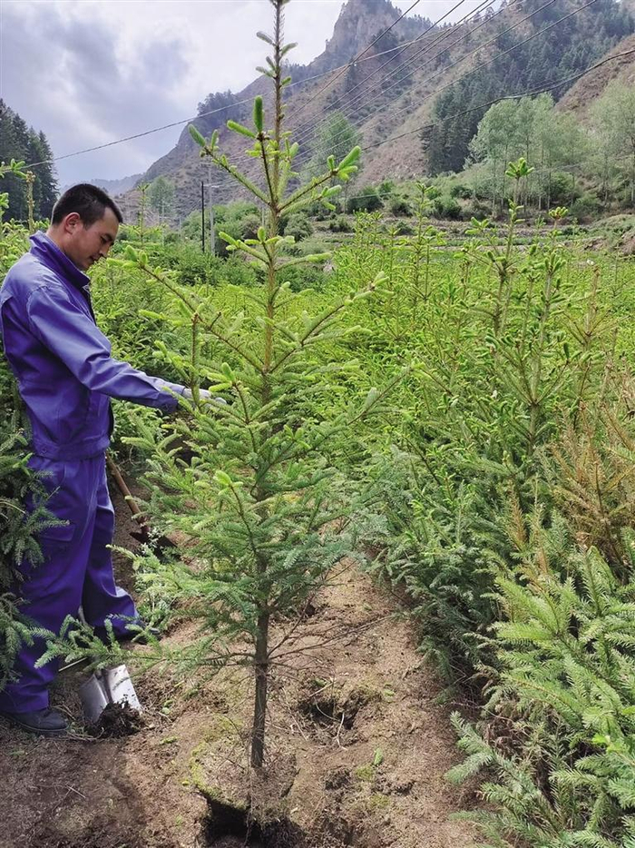 "云植树"活动组赴永登县东河沿村 备选树苗油松,云杉,圆柏长势良好