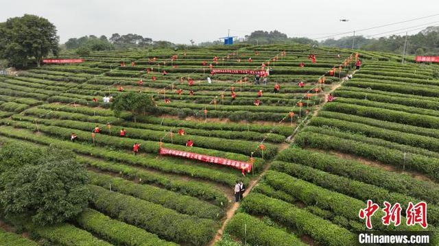 广西兴业县茶园搭擂台茶农赛采茶
