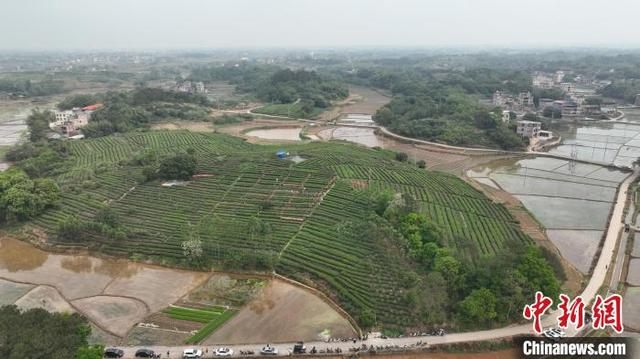 广西兴业县茶园搭擂台茶农赛采茶