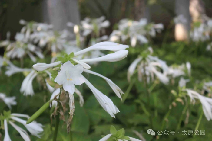 赏花时间:7月—10月赏花地点:盆景公园,森林公园,学府公园,饮马河