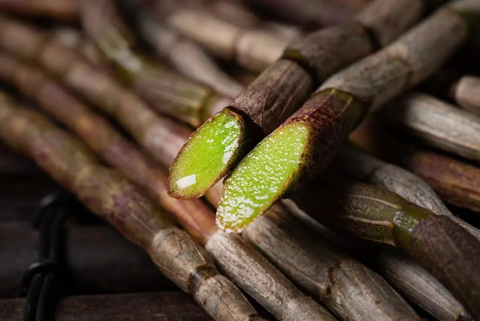 铁皮石斛鲜条每天鲜榨一杯滋阴清热益胃生津