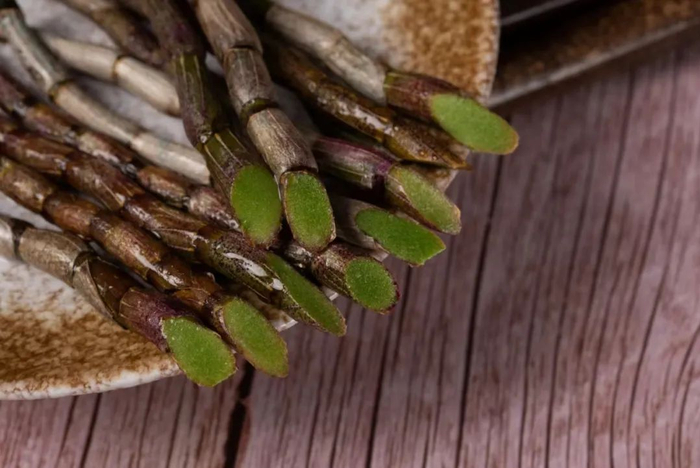 铁皮石斛鲜条每天鲜榨一杯滋阴清热益胃生津