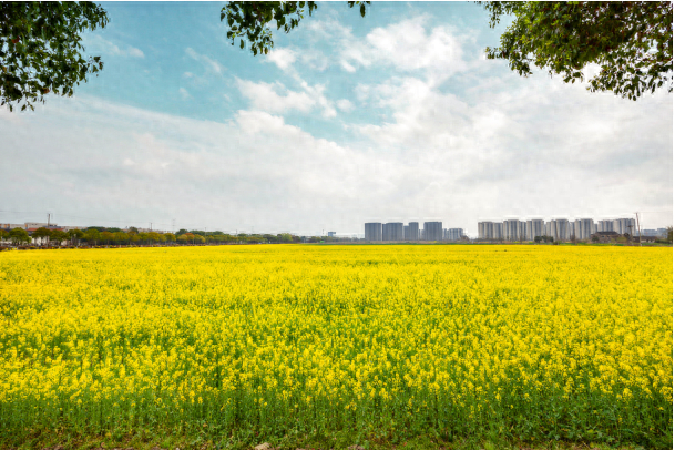 苏州通安现代农业园油菜花海盛开勾勒山水田园画
