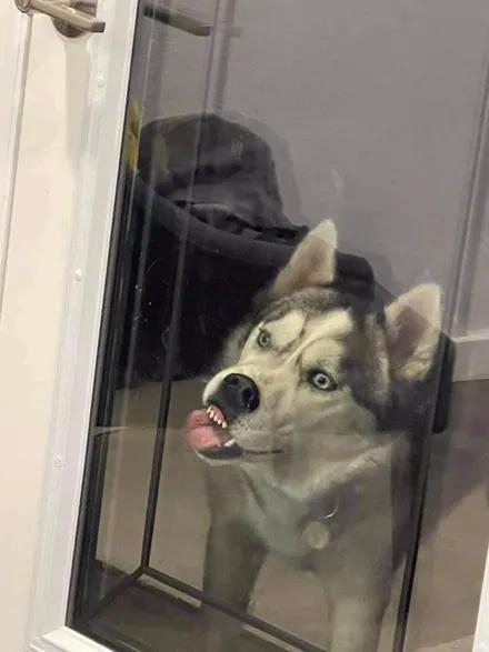 妹纸去做美甲时带上了二哈结果狗子竟被围观了哭笑不得