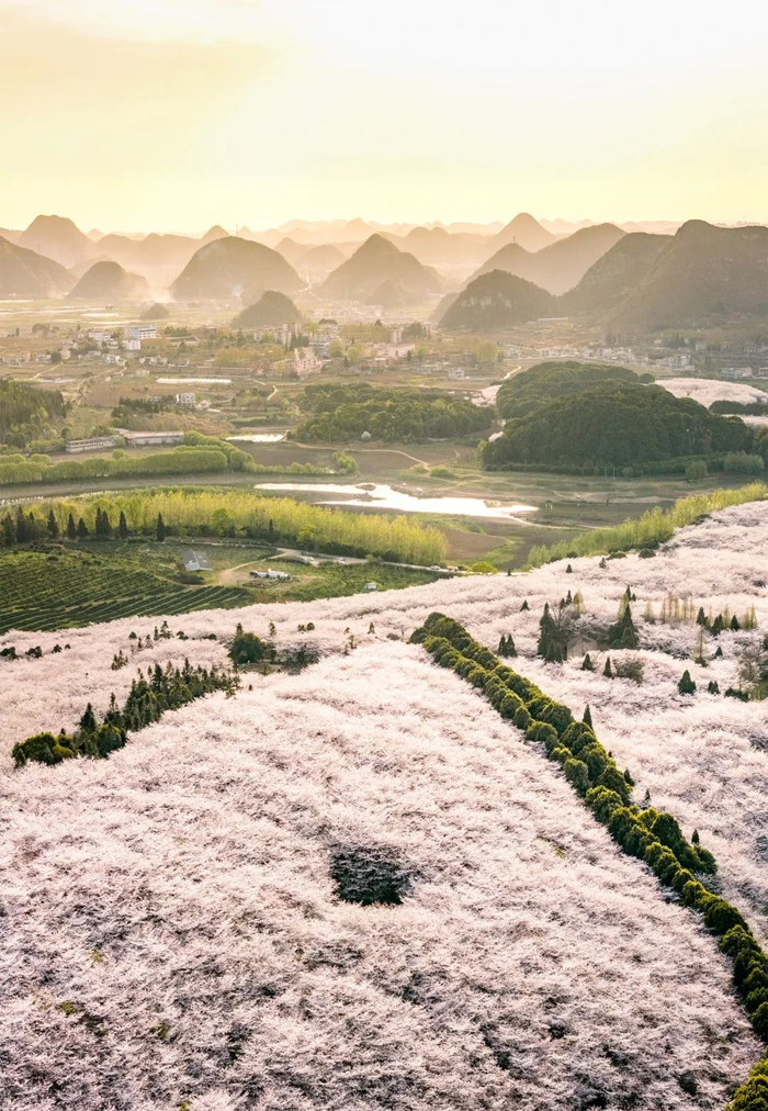 可看以喀斯特山地为远景,以红枫湖为画布组成的樱花之海;而在音关村