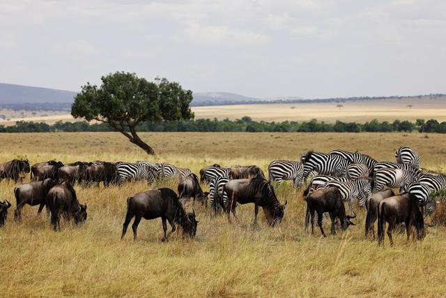 可靠的生态利器佳能eosr5伴我走过这个迁徙季