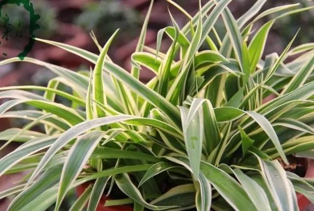 家中养"4种"特别的吊兰,美观好养,飘逸茂盛,空气也更清新了|吊兰_新浪