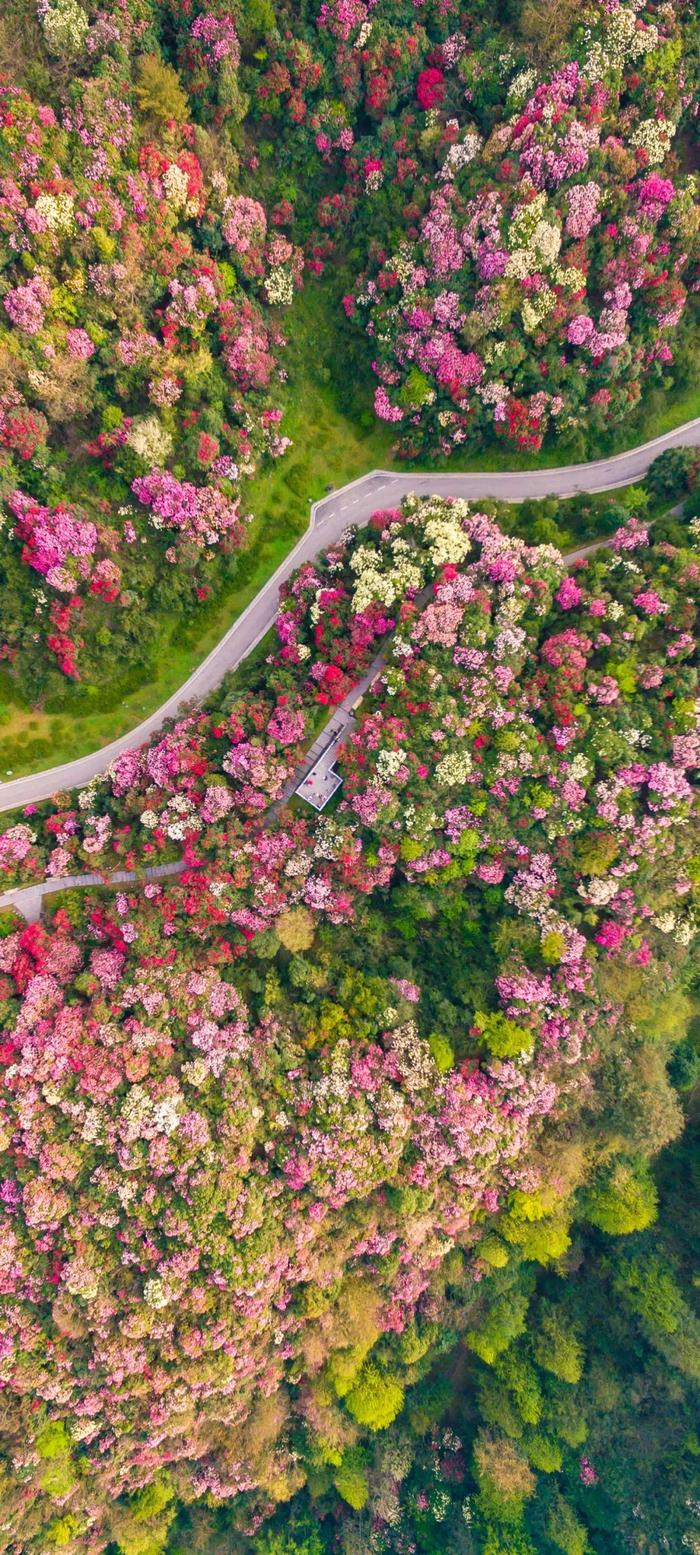 巴南百节樱花图片