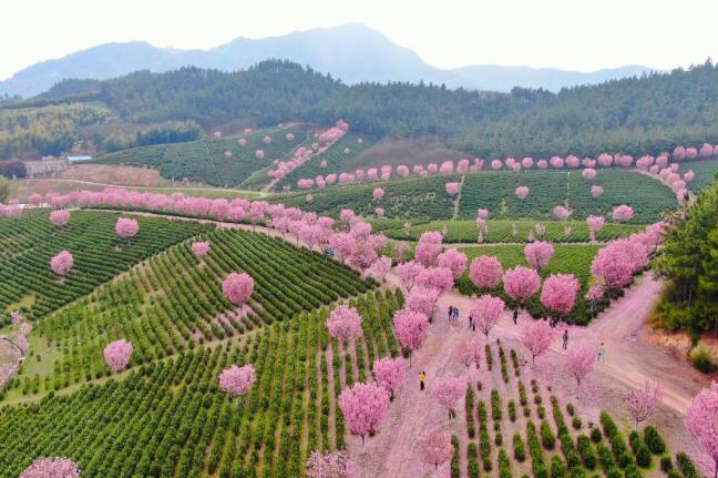 福建茶园樱花图片