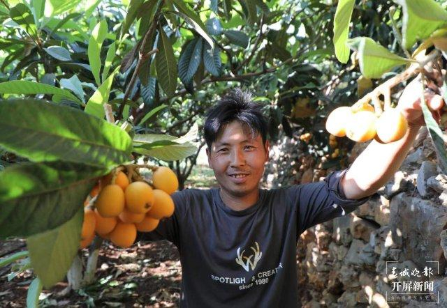 会泽娜姑小江枇杷抢"鲜"甜蜜上市|会泽|枇杷|云南_新浪新闻