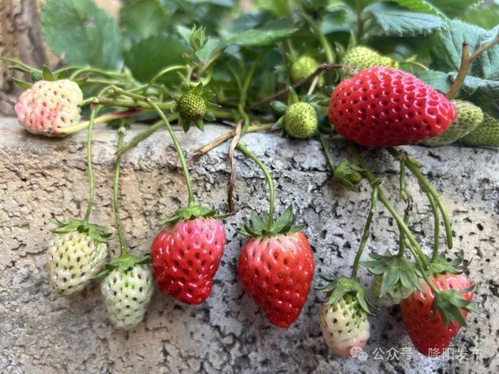 丰收不只在金秋 春天也闻瓜果香|柠檬_新浪新闻