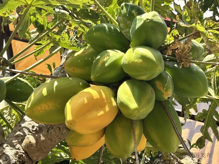 丰收不只在金秋 春天也闻瓜果香|柠檬_新浪新闻