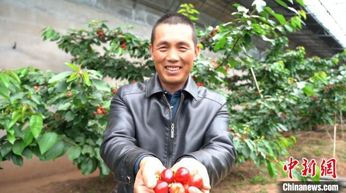 青海乐都樱桃采摘季缀满枝头成致富果