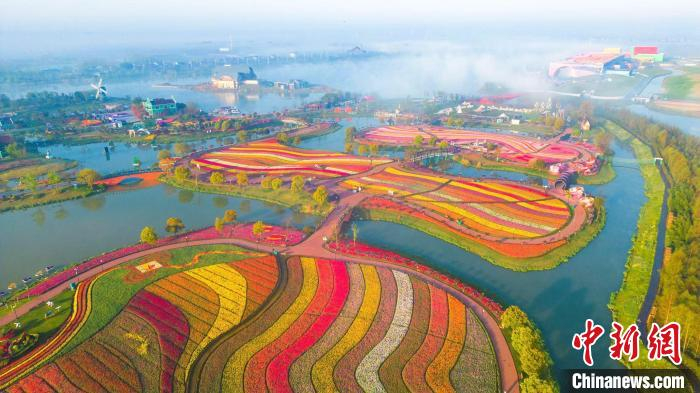 航拍江苏盐城大丰荷兰花海 3000多万株郁金香竞相绽放