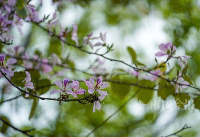 来一趟柳州吧!这里的紫荆花迎春绽放,美景如画|紫荆花