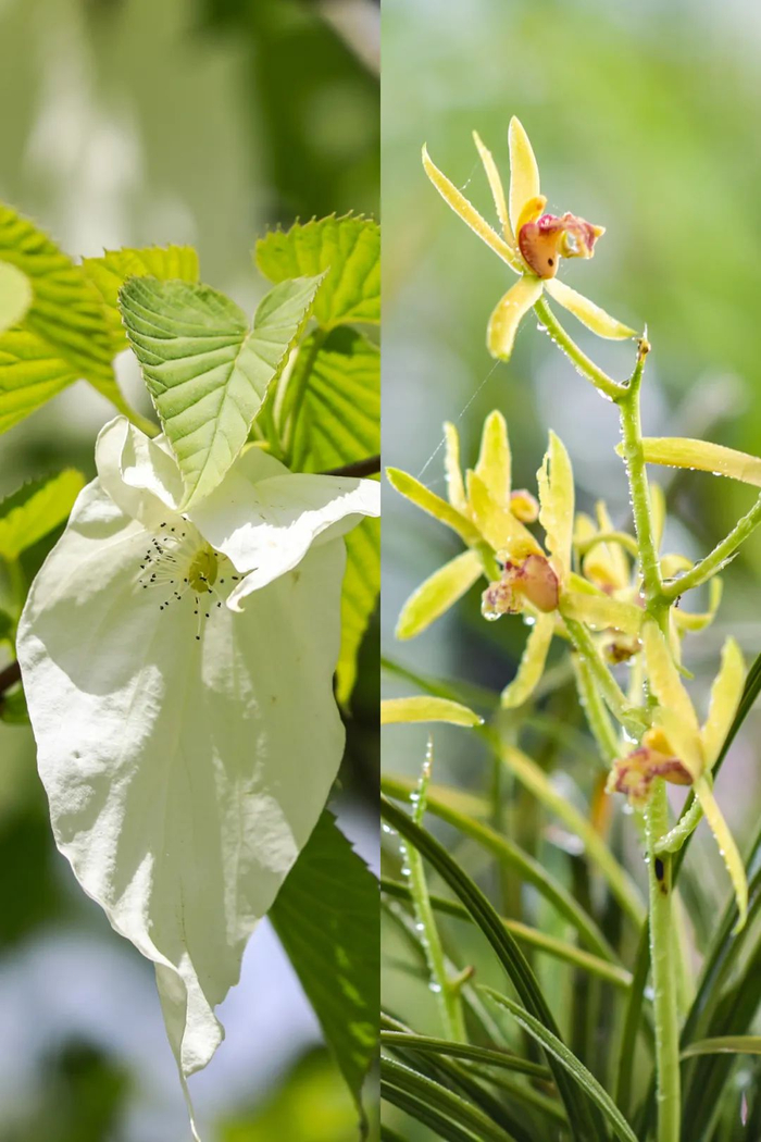 世界最大樱花园百里杜鹃贵州的春天有多撩人