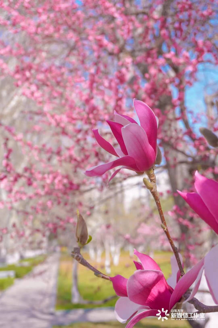 山东高校赏花地图来袭!给你一个百花齐放的春天