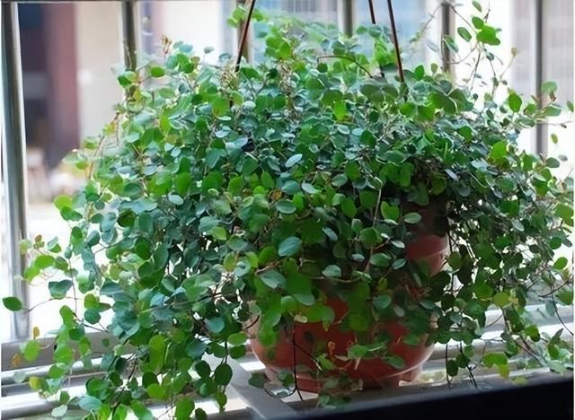 家中养"4种"特别的吊兰,美观好养,飘逸茂盛,空气也更清新了|吊兰_新浪