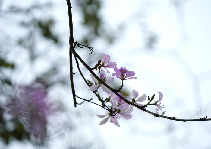 来一趟柳州吧!这里的紫荆花迎春绽放,美景如画|紫荆花
