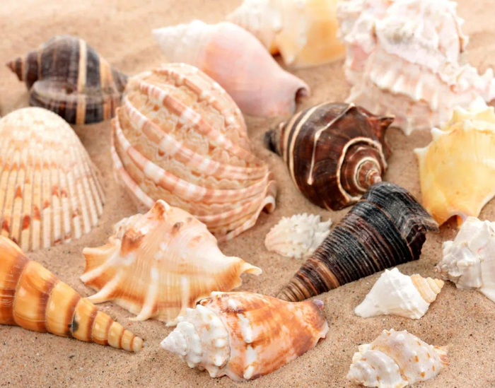 香螺,扁玉螺,方斑东风螺,棒锥螺,管角螺,疣荔枝螺,泥螺,绣凹螺,单齿螺