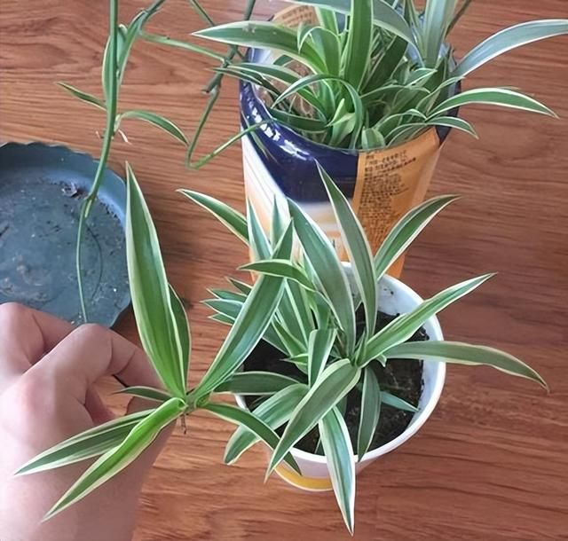 家中养"4种"特别的吊兰,美观好养,飘逸茂盛,空气也更清新了|吊兰_新浪