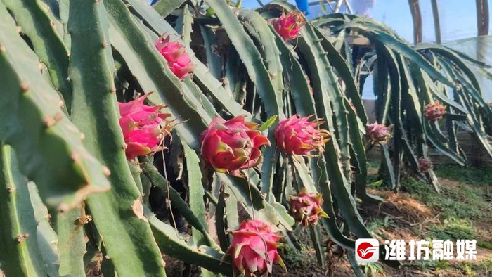 村村有好戏一年四季瓜果飘香潍坊临朐释放甜蜜力量