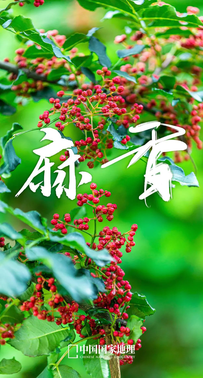 甘肃花椒广东肉桂云南涮涮辣中国的调味料有多香