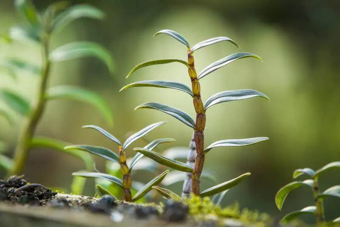 铁皮石斛鲜条,每天鲜榨一杯,滋阴清热,益胃生津__财经头条