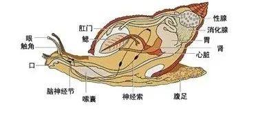 关于螺的消费提示