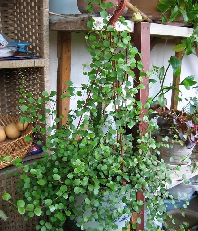 家中养"4种"特别的吊兰,美观好养,飘逸茂盛,空气也更清新了