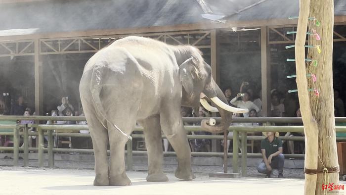 全国首例亚洲象公益诉讼案二审开庭 将择期宣判