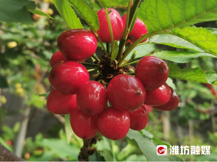 村村有好戏 | 一年四季瓜果飘香!