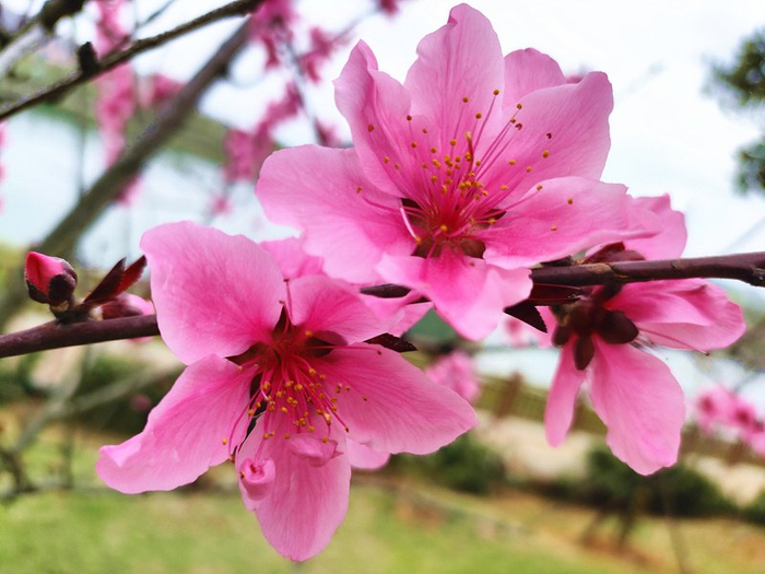 江西永新春来花争俏